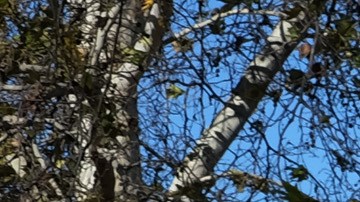 Visitors to the Sepulveda Basin Dog Park look at fallen a tree that was blown down by heavy winds in the Encino section of Los Angeles on Saturday, Jan. 24, 2015. A brief but powerful round of Santa Ana winds with gusts topping 60 mph toppled trees and power lines in Los Angeles. About 9,000 customers were without electricity in the San Fernando Valley Saturday morning. (AP Photo/Richard Vogel)