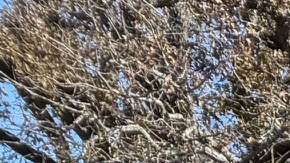 El Kia K4 viene con motor de 2.0 Litros regular o de 1.6 en versión turbo.