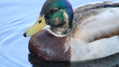 Illinois advierte un gran número de aves acuáticas que mueren a causa de gripe aviar