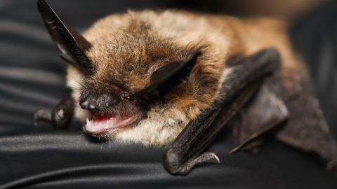 This undated image provided by the Bureau of Land Management shows the bat Honey Bunches of Myotis. (Emma Busk/Bureau of Land Management via AP)