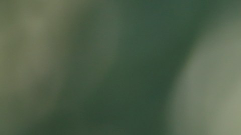 Pago de SSDI de diciembre