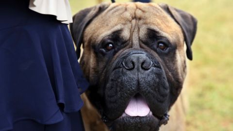 Otis, a bullmastiff, relaxes after competing at the Westminster Kennel Club Dog Show, Wednesday, June 22, in Tarrytown, N.Y. (AP Photo/Jennifer Peltz)