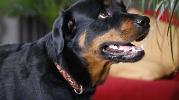 In this April 2, 2015 photo, two year old Rottweiler Brutus, who was recently fitted with prosthetics on all four paws, and is currently learning to use them, waits to go for a walk at his owner's home in Loveland, Colo. Brutus lost all four paws to frostbite as a puppy while under care of a breeder, and his current owner began caring for him about a year ago. (AP Photo/Brennan Linsley)