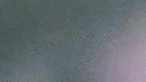 Marijuana plants are shown at a California Street Cannabis Company location in San Francisco, Monday, March 20, 2023. (AP Photo/Jeff Chiu)