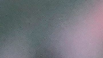 Marijuana plants are shown at a California Street Cannabis Company location in San Francisco, Monday, March 20, 2023. (AP Photo/Jeff Chiu)