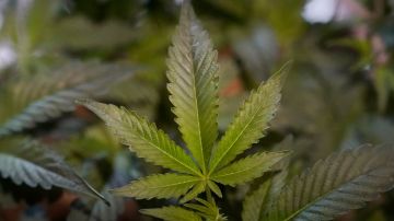 Marijuana plants are shown at a California Street Cannabis Company location in San Francisco, Monday, March 20, 2023. (AP Photo/Jeff Chiu)