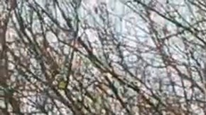 Corea del Sur advierte que Pionyang alista enviar más tropas y "drones suicida" en apoyo a Rusia