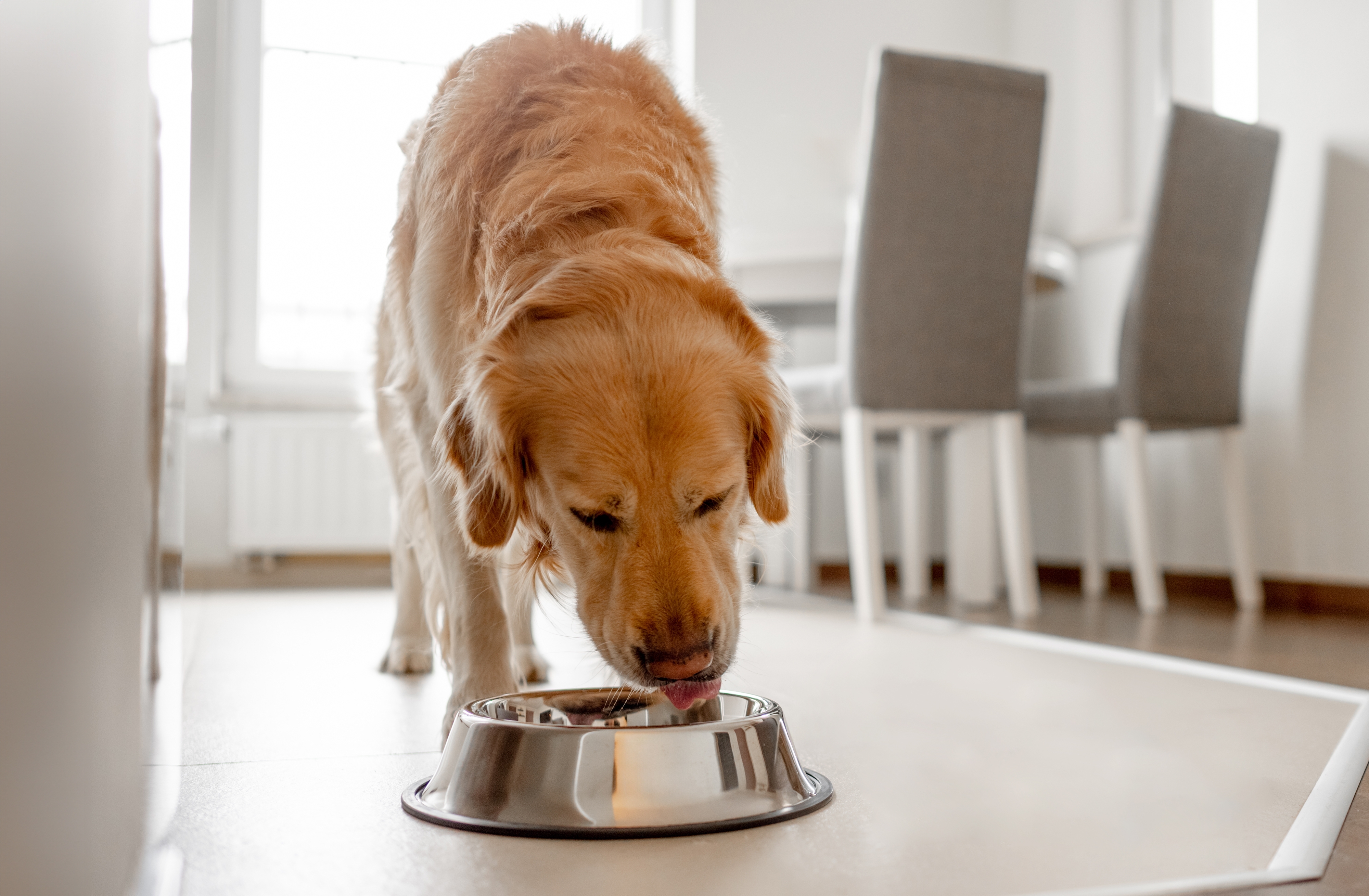 Retiran del mercado casi 2,000 libras de comida para perros y gatos por contaminación con salmonela y listeria