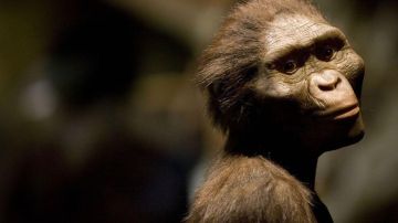 Cómo era y vivía Lucy, el fósil descubierto hace 50 años que reescribió la historia de la evolución humana