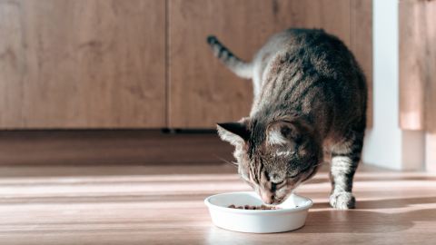 Northwest Naturals retira alimentos para mascotas por posible contaminación