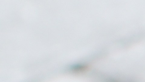 Retiran del mercado comida para perros por posible contaminación de salmonela