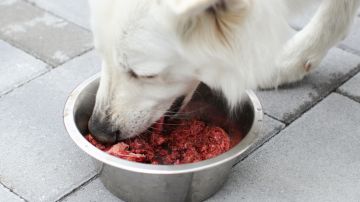 Retiran del mercado comida para perros por posible contaminación de salmonela