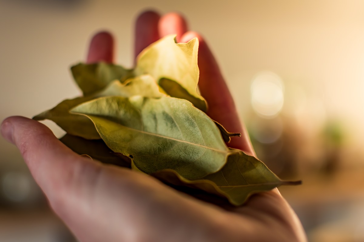 Por qué colocar hoja de laurel en el árbol de Navidad para la suerte en 2025