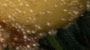 La astrología predice prosperidad navideña para estos signos.