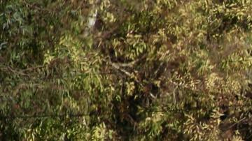 Líbano acepta extender tregua con Israel al 18 de febrero