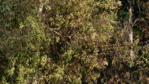 Líbano acepta extender tregua con Israel al 18 de febrero