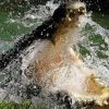 "Si vas a nadar al río, seguro que te matarán": Darwin, la ciudad de Australia rodeada de 100.000 cocodrilos