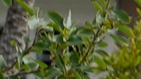 Muchos inmigrantes que cumplen las leyes y no tienen estatus legal, ahora tendrán el temor a ser detenidos.