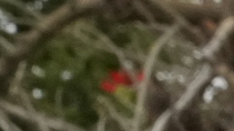 Ippei Mizuhara, the former interpreter for the Los Angeles Dodgers baseball star Shohei Ohtani, leaves federal court in Santa Ana, Calif., Tuesday, June 4, 2024, after pleading guilty to bank and tax fraud in a sports betting case. (AP Photo/Damian Dovarganes)