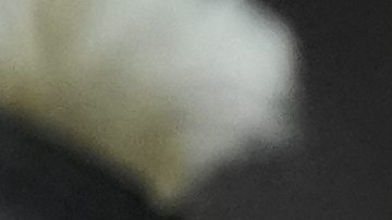 Lionel Messi, quien llegó al fútbol de Estados Unidos en 2023, se convirtió en el primer atleta sudamericano y el primer futbolista en recibir la Medalla Presidencial de la Libertad.