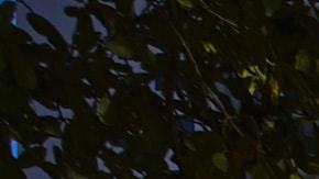 Ejecutivos de Apple califican su nueva tienda como la más innovadora del hemisferio, destacando diseño, tecnología y sostenibilidad