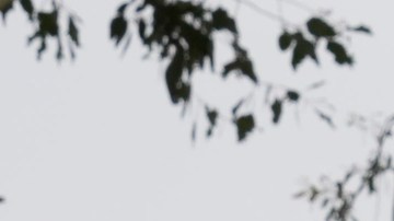 Arnold Schwarzenegger