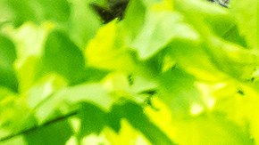 Cabaña barata de Amazon