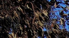 Homes destroyed by the Palisades Fire are seen in the Pacific Palisades neighborhood of Los Angeles, Thursday, Jan. 16, 2025. (AP Photo/Damian Dovarganes)