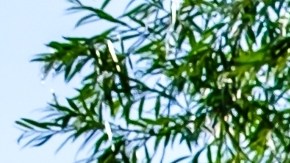 Amazon vende casa prefabricada por $11,500.