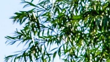 Amazon vende casa prefabricada por $11,500.