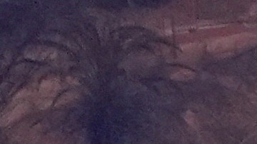 The devastation from the Palisades Fire is seen from the air in the Pacific Palisades neighborhood of Los Angeles, Thursday, Jan. 9, 2025. (AP Photo/Mark J. Terrill)