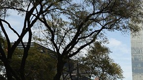 Feminicidios en México