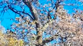 Fosas clandestinas en México