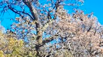 Fosas clandestinas en México