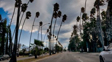 Tall palm trees sway during extreme gusty winds in the Van Nuys section of Los Angeles, on Tuesday, Jan. 7, 2025. (AP Photo/Richard Vogel)