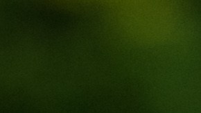 Golden retriever entre los perros más inteligentes del mundo.