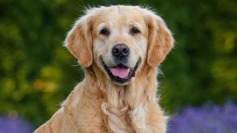 Golden retriever entre los perros más inteligentes del mundo.