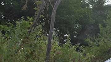 Guardia Nacinal de México