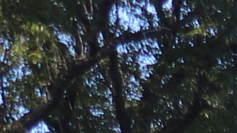 Por segundo año consecutivo, la Alianza para la Vida Silvestre del Zoológico de San Diego obtuvo los máximos honores.