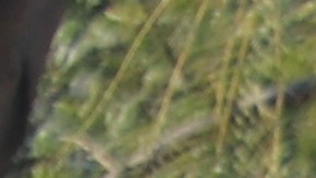 Trabajadores latinos también han sido afectados por los incendios en LA.