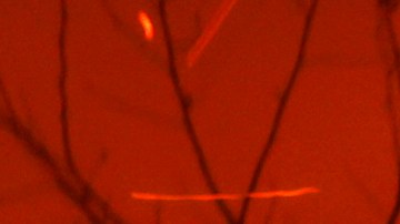 FILE - A person tries to hose down embers from the Palisades Fire in the Pacific Palisades neighborhood of Los Angeles, Jan. 7, 2025. (AP Photo/Etienne Laurent, File)