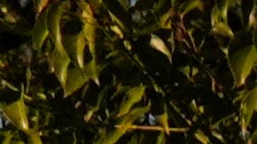 Incendios en Los Ángeles: Aumentan a 25 los muertos y anuncian nuevos arrestos de pirómanos