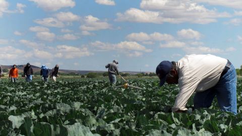 TO GO WITH EEUU-CIUDAD DIVIDIDA - In this June 1, 2011 photo, indigenous Mexican farm workers cut weeds in a cabbage field near King City, Calif. Many of the farm workers live in nearby Greenfield, where their large presence has caused tensions among the more established residents, many of whom are second and third generation immigrants. (AP Photo/Gosia Wozniacka)