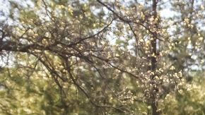 La potente Ford Ranger 2024