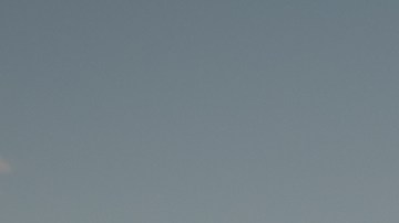 Las icónicas palmeras de Los Ángeles se han visto afectadas por los incendios forestales de la ciudad.