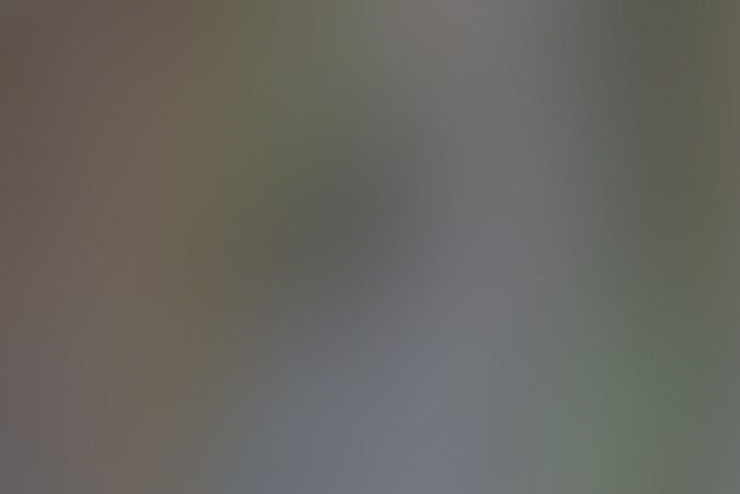 Entre las razas de perros más inteligentes también se encuentran los Pastores alemanes y los Rottweiler.