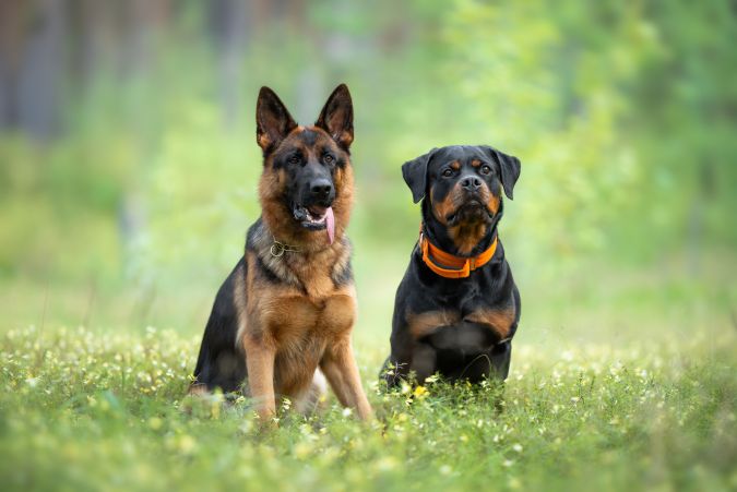 Entre las razas de perros más inteligentes también se encuentran los Pastores alemanes y los Rottweiler.