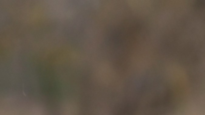 Los perros y gatos sí pueden llevarse bien.