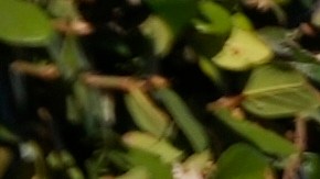 Kelli Ferrone walks her daughter into a temporary school Friday, Jan. 24, 2025, in Los Angeles, as they wait for Canyon Charter Elementary School to reopen after being impacted by smoke and ash from the Palisades Fire. (AP Photo/Brittany Peterson)