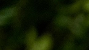 La Casa Blanca se lanza contra Selena Gomez tras su reacción a las deportaciones